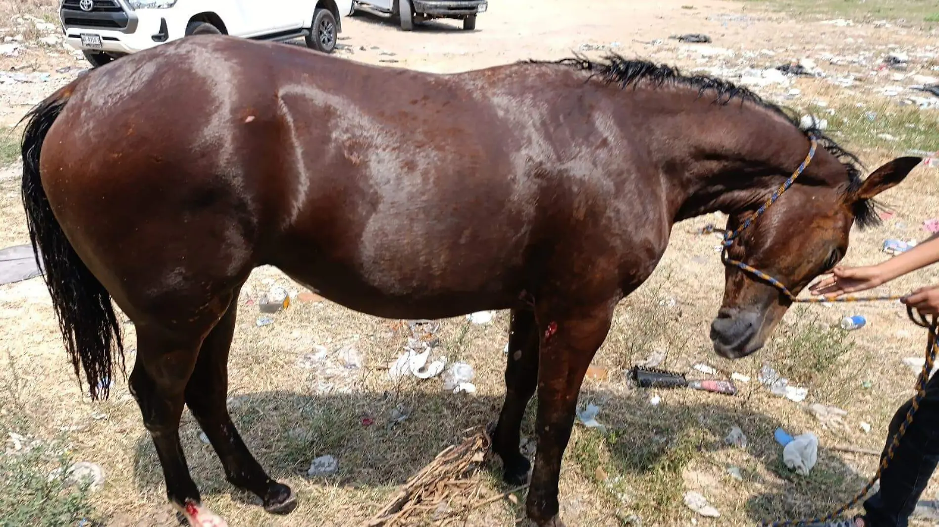 Cortesía Bienestar Animal